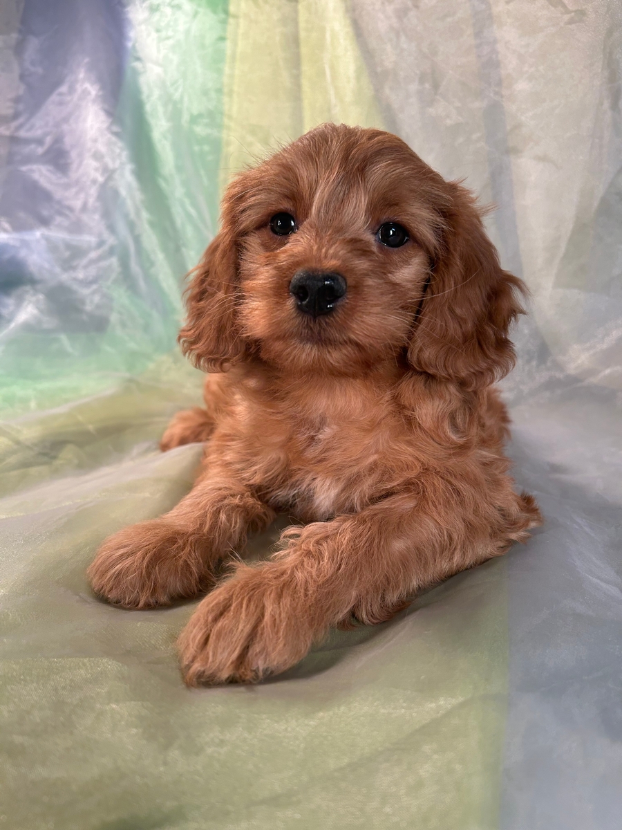 Male Miniature Goldendoodle Puppy for Sale in Iowa $1800 DOB 10-2-2022
